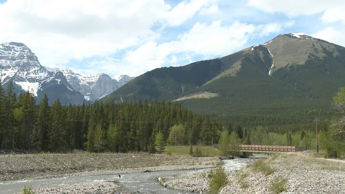 On Monday a warning was issued for the area around the Heart Creek Trail in Kananaskis Country following numerous sightings of black bears, some with cubs, in close proximity to the trails.