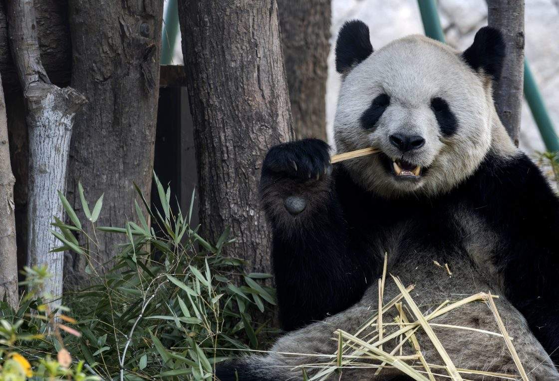 A giant panda enjoys bamboo at the Panda World in Fuzhou, southeast China's Fujian Province on Jan. 17, 2026.