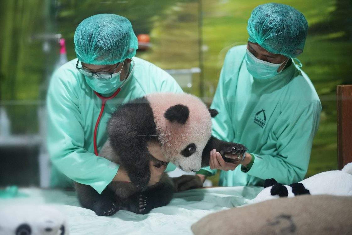Veterinarians treat Satrio Wiratama, nicknamed "Rio," the first giant panda cub born in Indonesia, during a media preview at Indonesia Safari Park in Bogor, West Java, Indonesia, Friday, May 15, 2026.