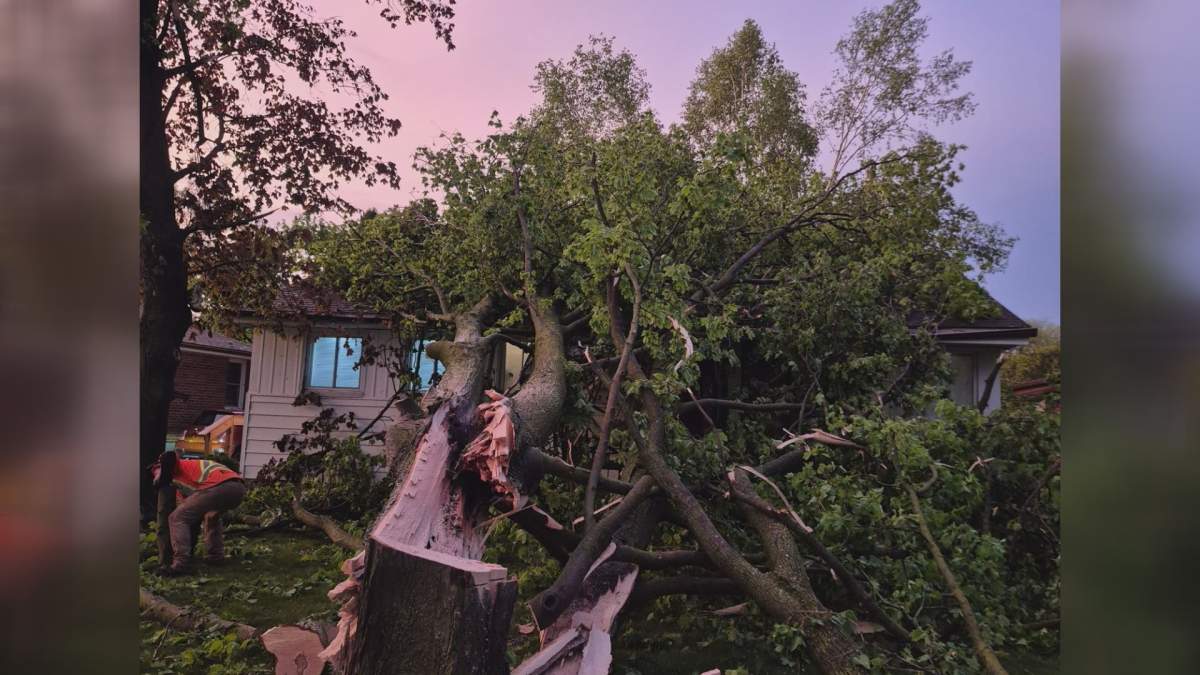 A tree lies on a house in London, Ont. on May 19 after a severe storm.