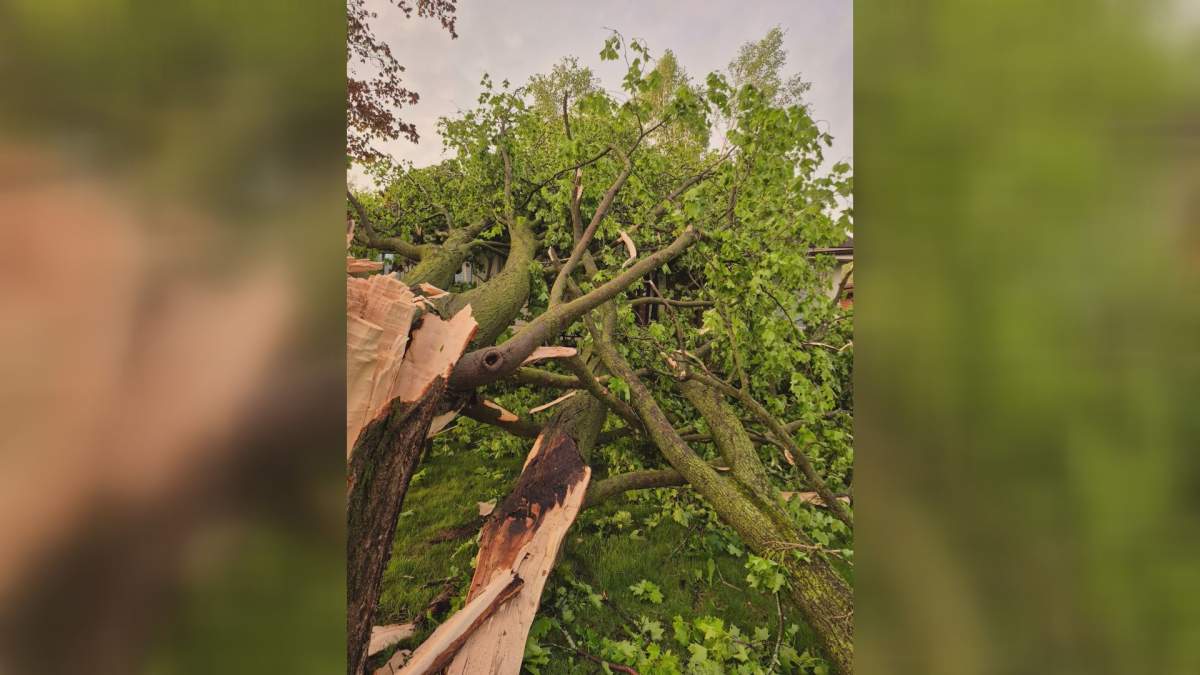 Tree branches lie across a sidewalk after a severe storm moved through London, Ont, on May 20.