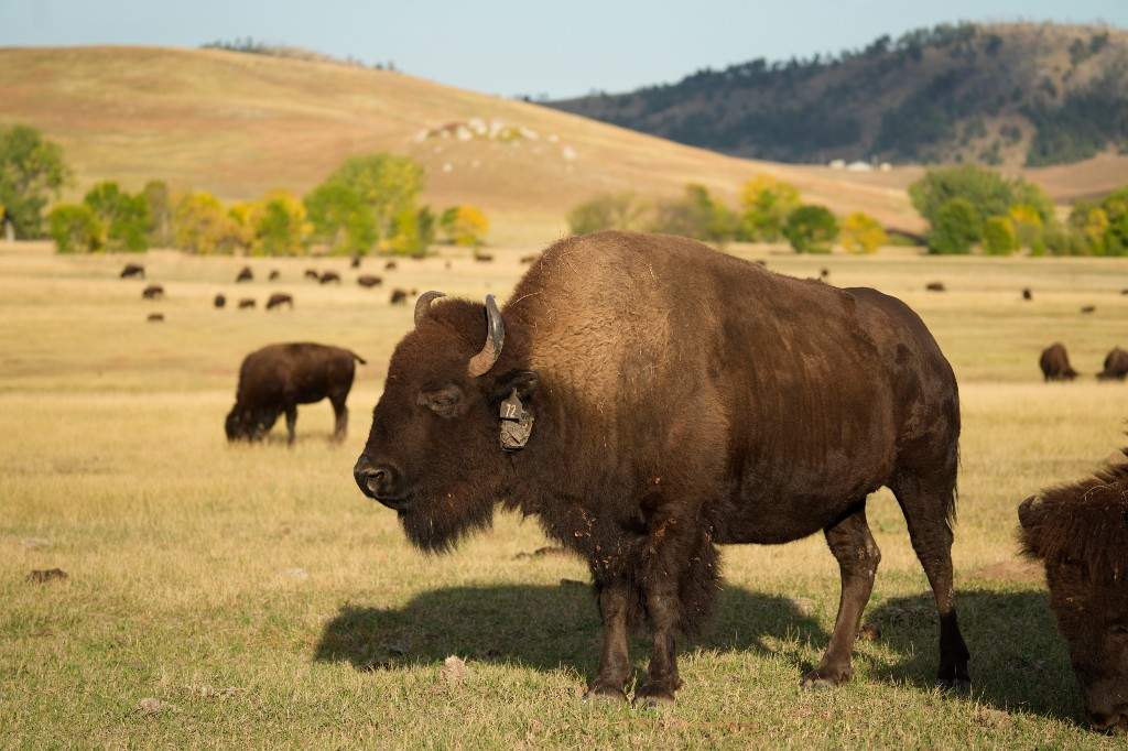 Bison roam along the wildlife loop through Custer State Park, Thursday, Sept. 21, 2023, near Custer, S.D.