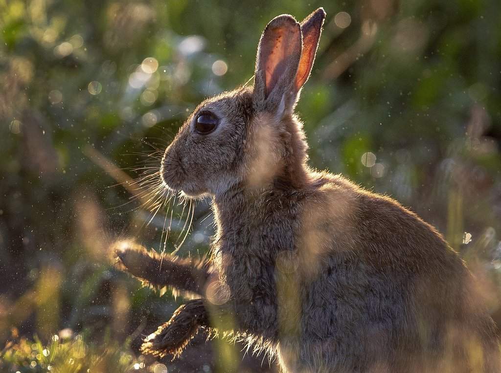 Rabbit