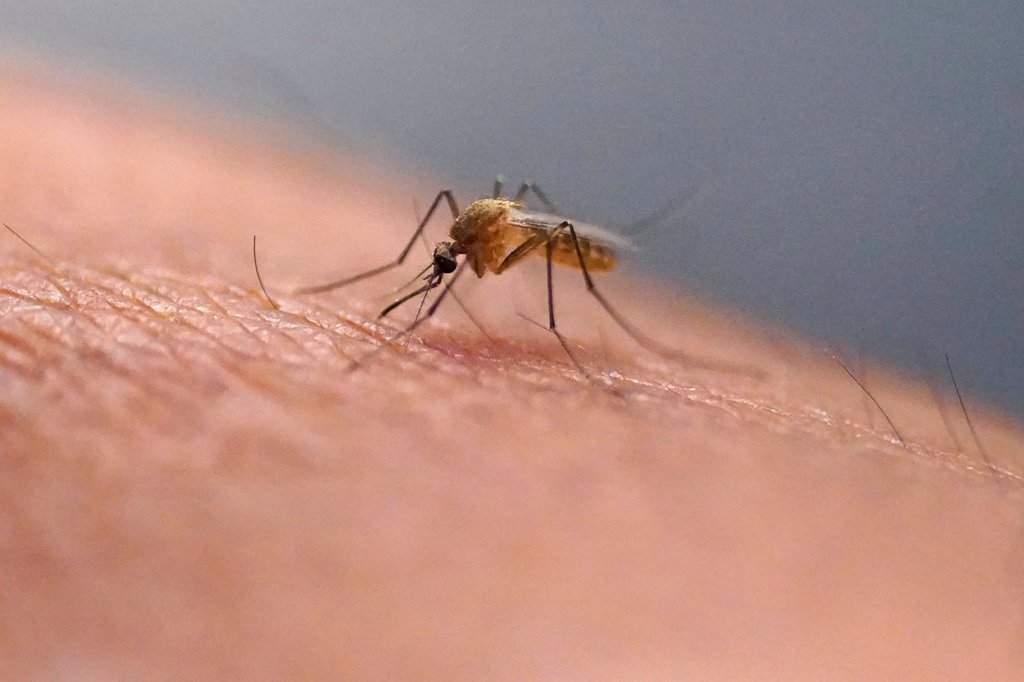 A mosquito feeds on a person's arm. 