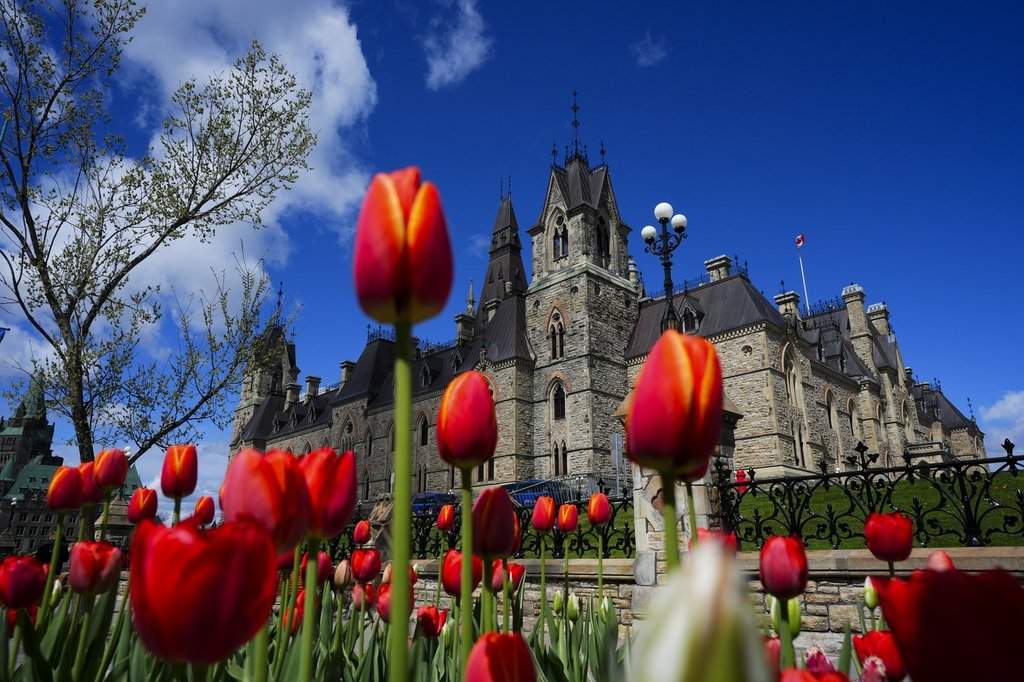 Tulips bloom in front of the West Block of Parliament Hill in Ottawa on Friday, May 8, 2026. THE CANADIAN PRESS/Sean Kilpatrick.