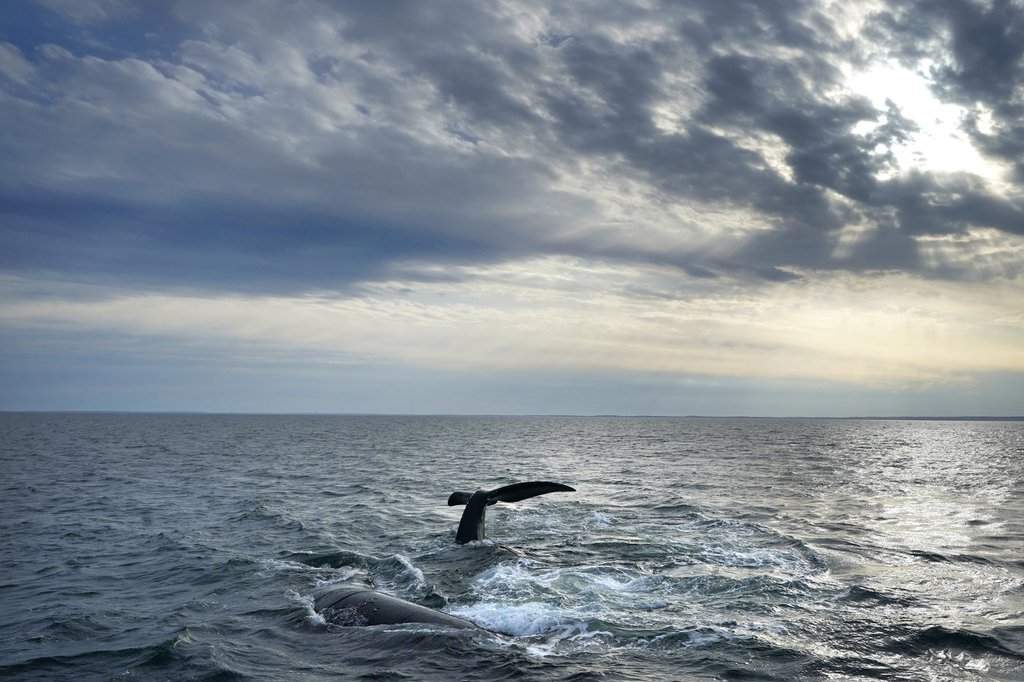 FILE — A pair of North Atlantic right whales interact at the surface of Cape Cod Bay, March 27, 2023, in Massachusetts. 
