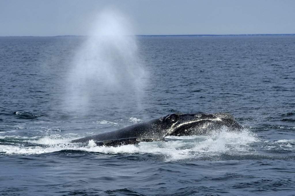 An entangled North Atlantic right whale has been spotted off New Brunswick's east coast near Shippagan. A North Atlantic right whale surfaces on Cape Cod Bay in Massachusetts, Monday, March 27, 2023.  (AP Photo/Robert F. Bukaty, NOAA permit # 21371).