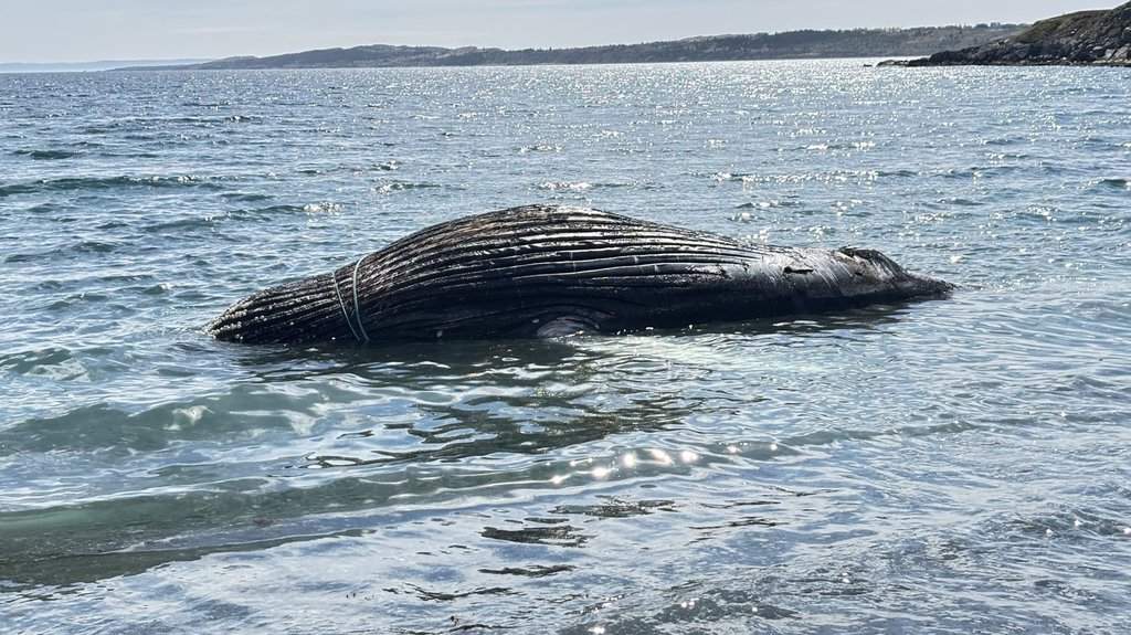 A whale carcass entangled in fishing rope is shown in this handout photo on a beach in Spaniard's Bay, N.L., on Thursday, June 11, 2026. 