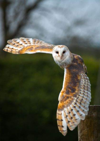Owl Hoot-enanny - image