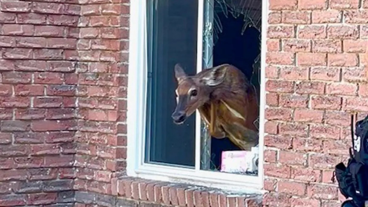 Deer jumps through window