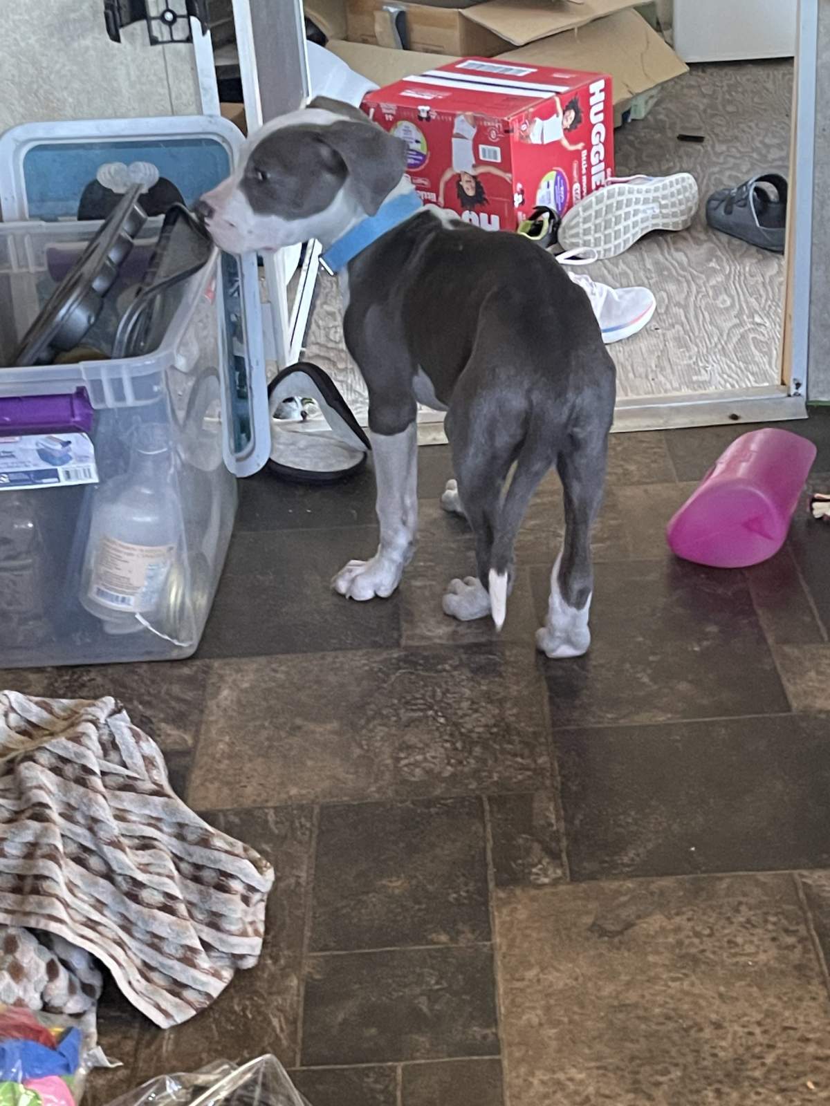 Lucky the dog