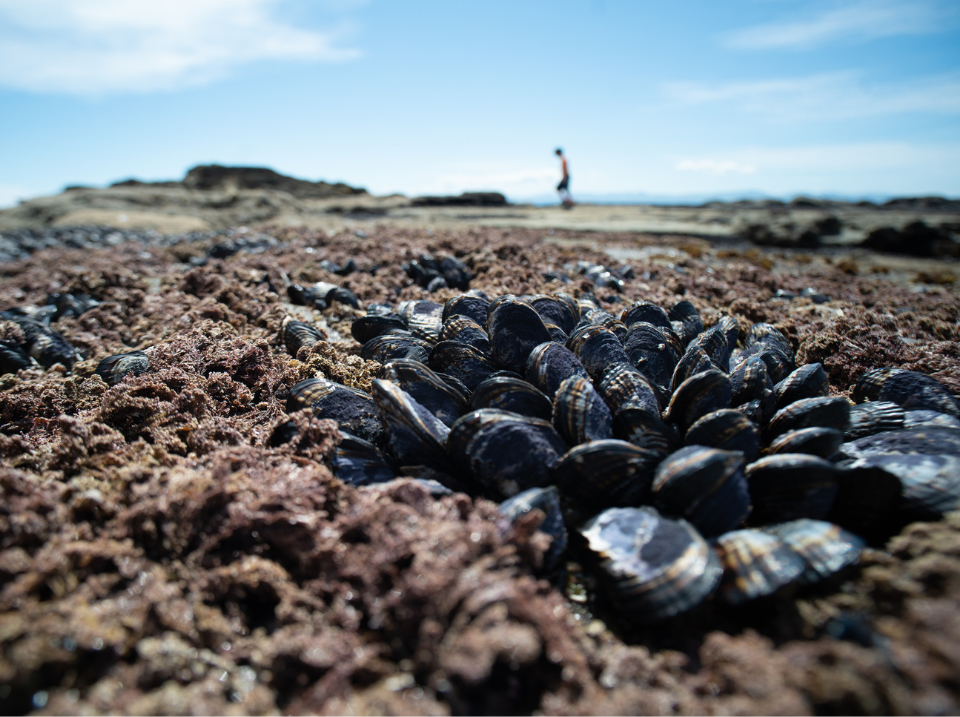 The BCCDC warns about harvesting shellfish this summer.