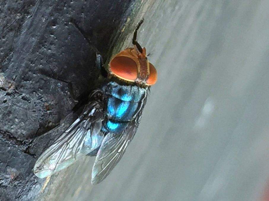 An adult New World screwworm is pictured. The parasitic flies were found in Texas and New Mexico in the U.S. and were said to prefer warm, humid climates.