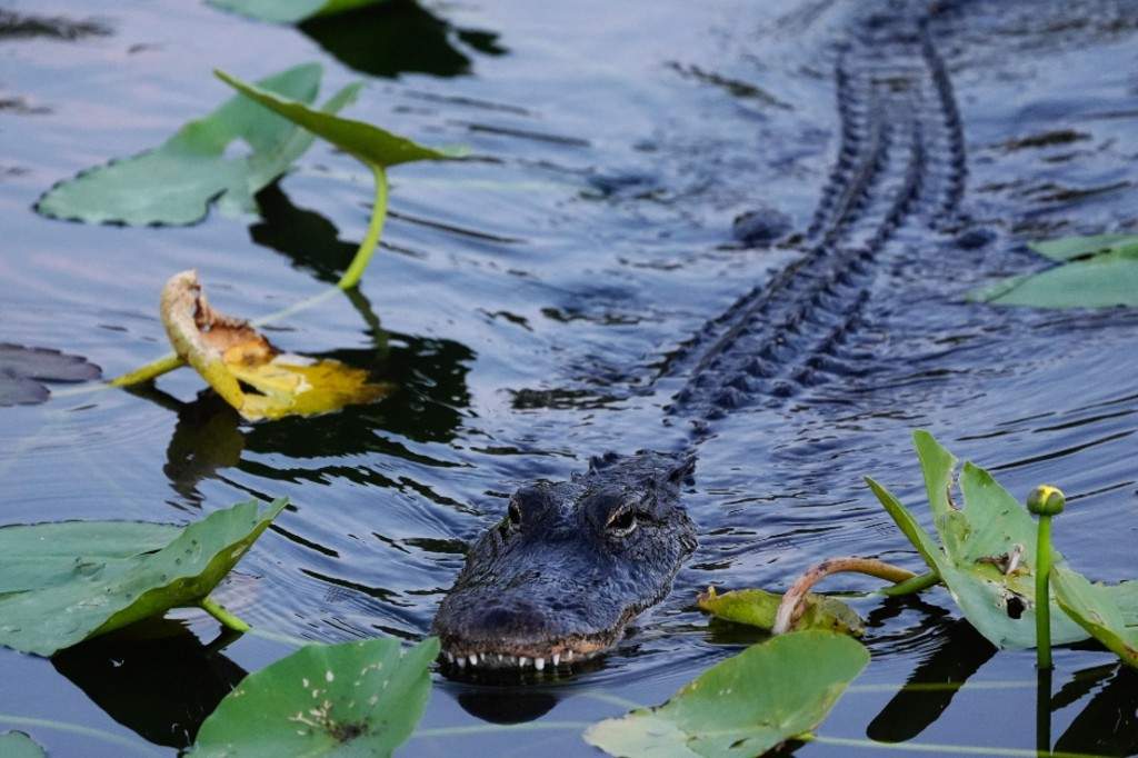 A file photo of an alligator gliding through the water in Florida's Everglades National Park, Friday, May 17, 2024.
