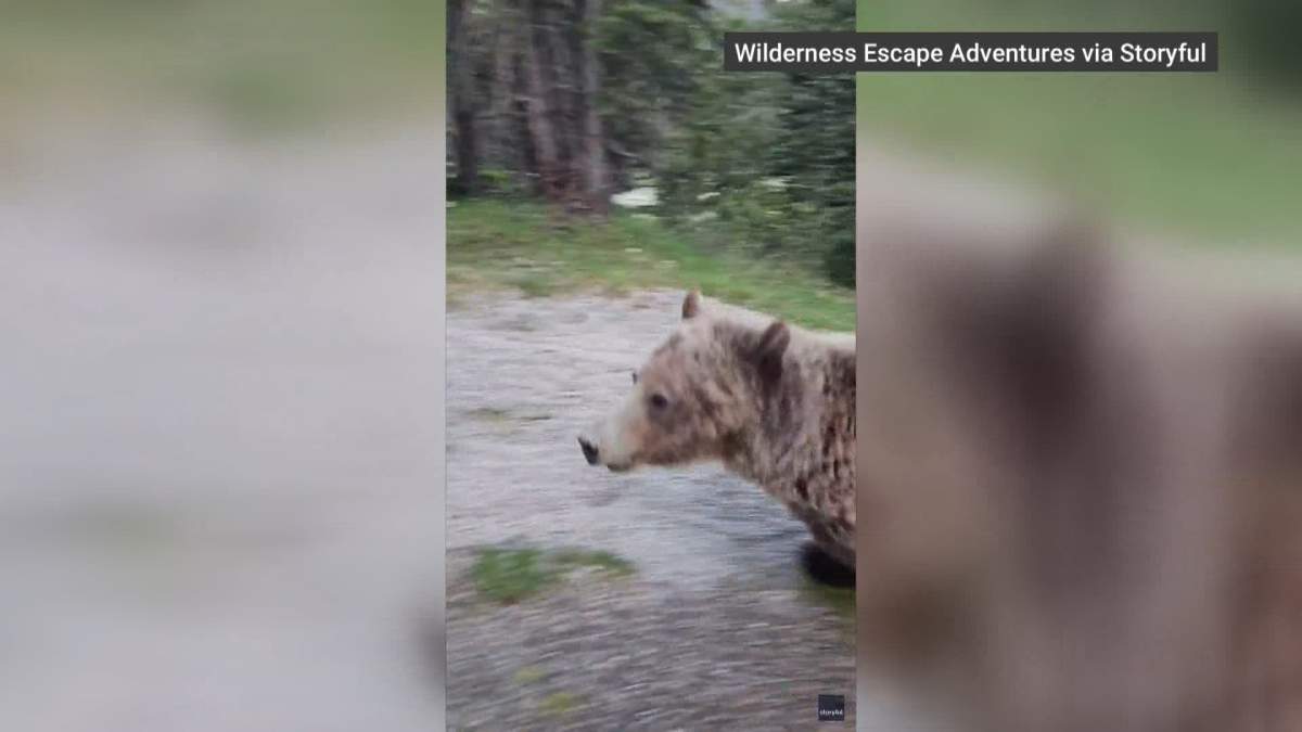 This image, taken from a video shot by the woman, shows the grizzly bear approaching to within just a few feet of her and her dog.