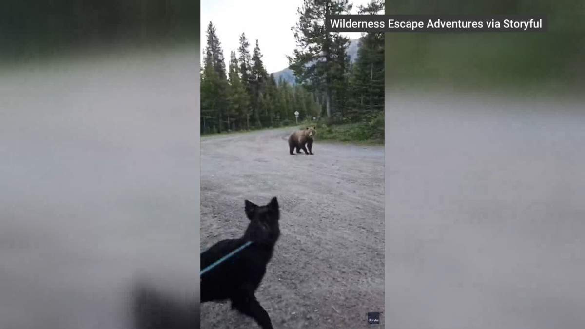 The encounter between the woman and her dog and the grizzly bear is one of several incidents involving bears that have taken place in Alberta's Rocky Mountains in recent days.