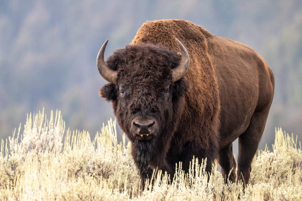 A file photo of a portrait of a male bison in Yellowstone National Park.