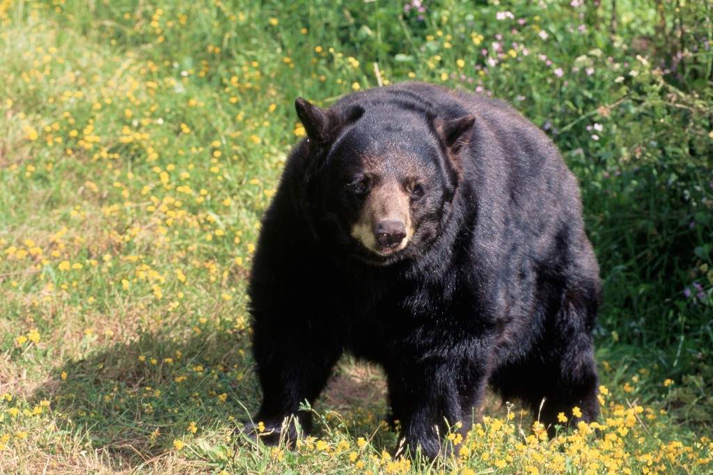 A file photo of a black bear.