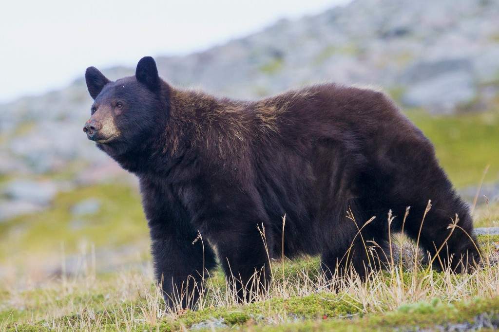 A file photo of a black bear in the grass at Mount Rainier National Park in Washington State.