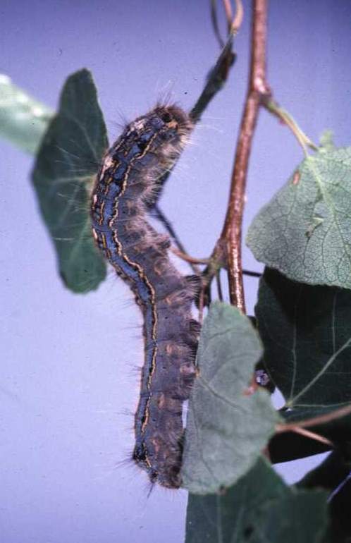 Forest Tent Caterpillars
