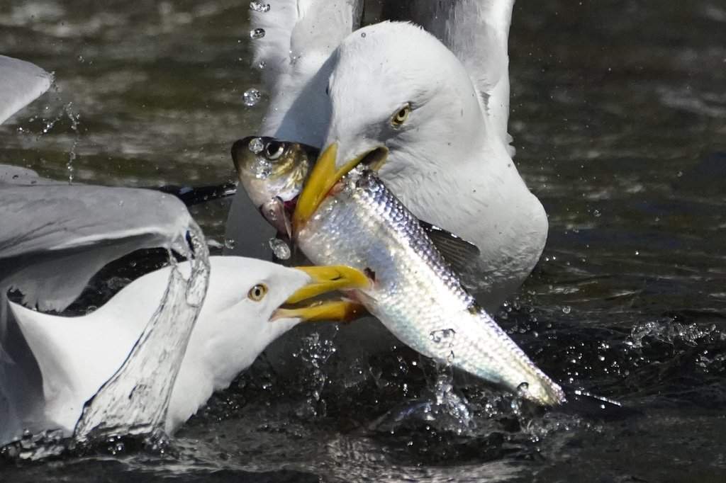 Gulls fight over an alewife, known in Nova Scotia as a gaspereau, on Friday, May 14, 2021, in Nobleboro, Maine. The species migrates from the ocean to freshwater rivers and lakes to breed each spring. (AP Photo/Robert F. Bukaty).