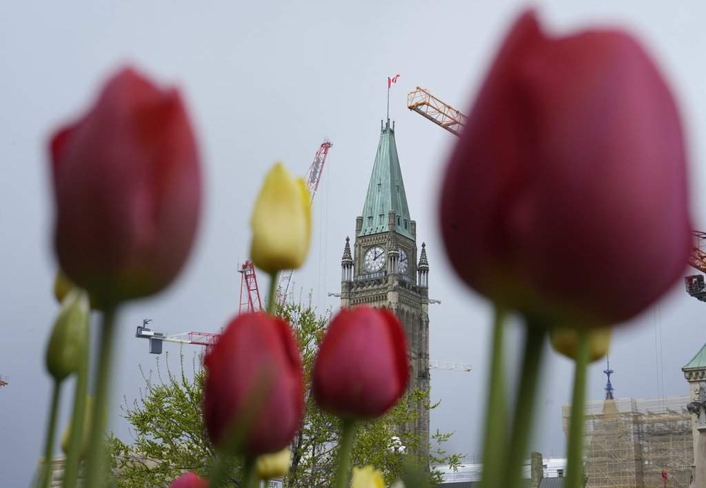 The Peace tower is framed between tulips on Parliament Hill, in Ottawa, on Monday, May 11, 2026. THE CANADIAN PRESS/Adrian Wyld.