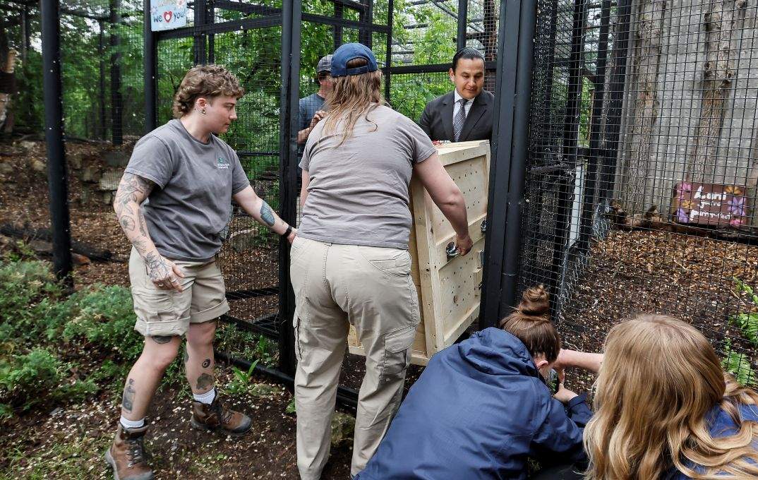 Premier Wab Kinew helped release Lumi the lynx into her into her new enclosure.