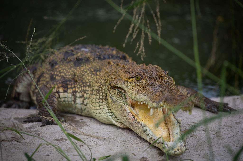 A file photo of a morelet's crocodile (Crocodylus moreletii) seen outside his pond, at the 'House of Crocodiles' in Morelos, Mexico on August 30, 2023.