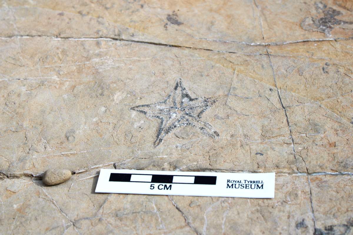 Dinosaur experts at the Royal Tyrrell Museum have identified the discovery as a fossilized sea star that is between 250 and 400 million years old.