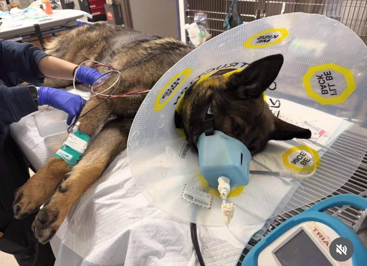 The Alberta RCMP say a police dog was seriously injured while tracking an armed robbery suspect in High River earlier this week.