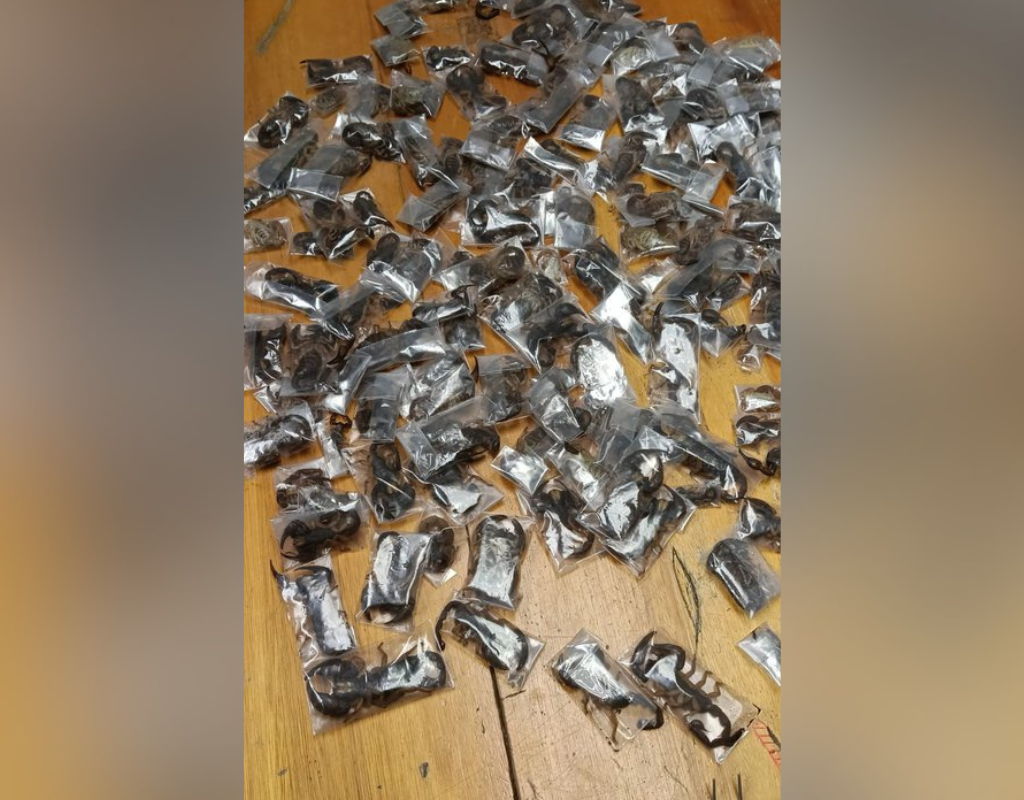 150 individually wrapped live scorpions discovered inside a man's luggage at Cape Town airport.