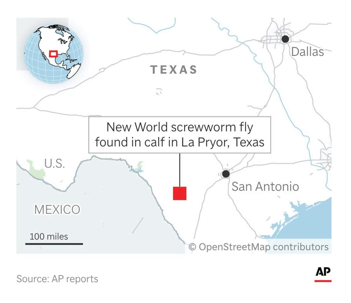 As screwworm spreads in U.S., what to know about the flesh-eating parasite - image