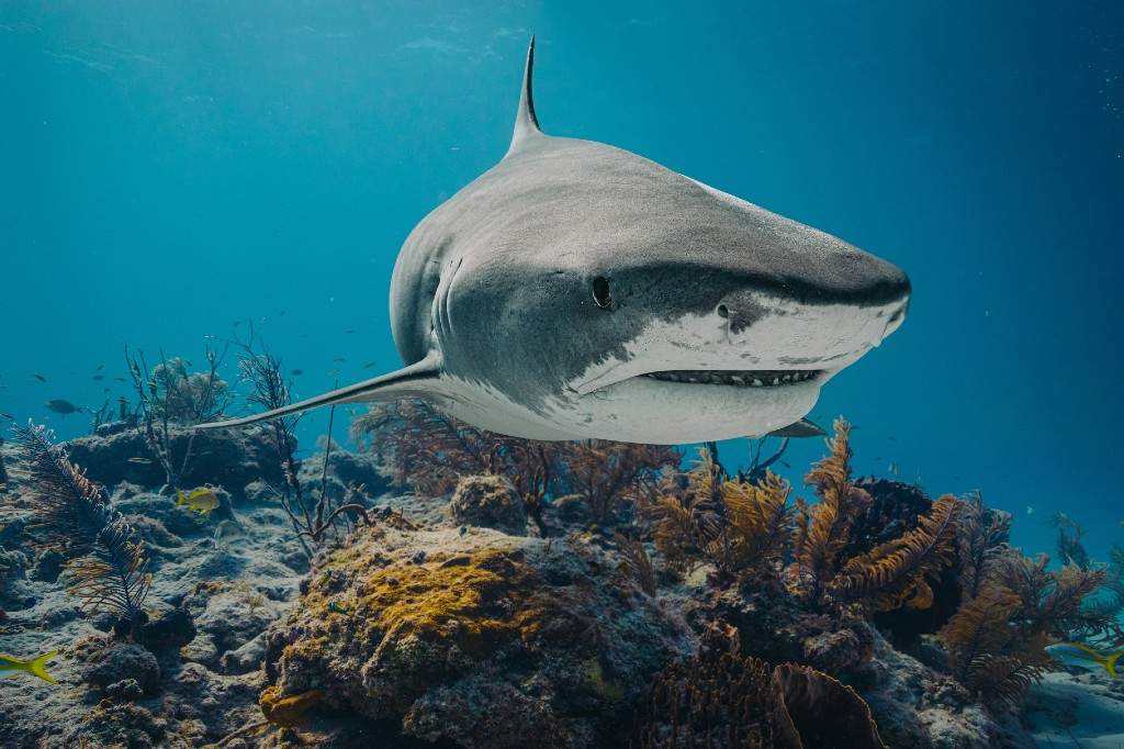 A file photo of a tiger shark in the Bahamas.