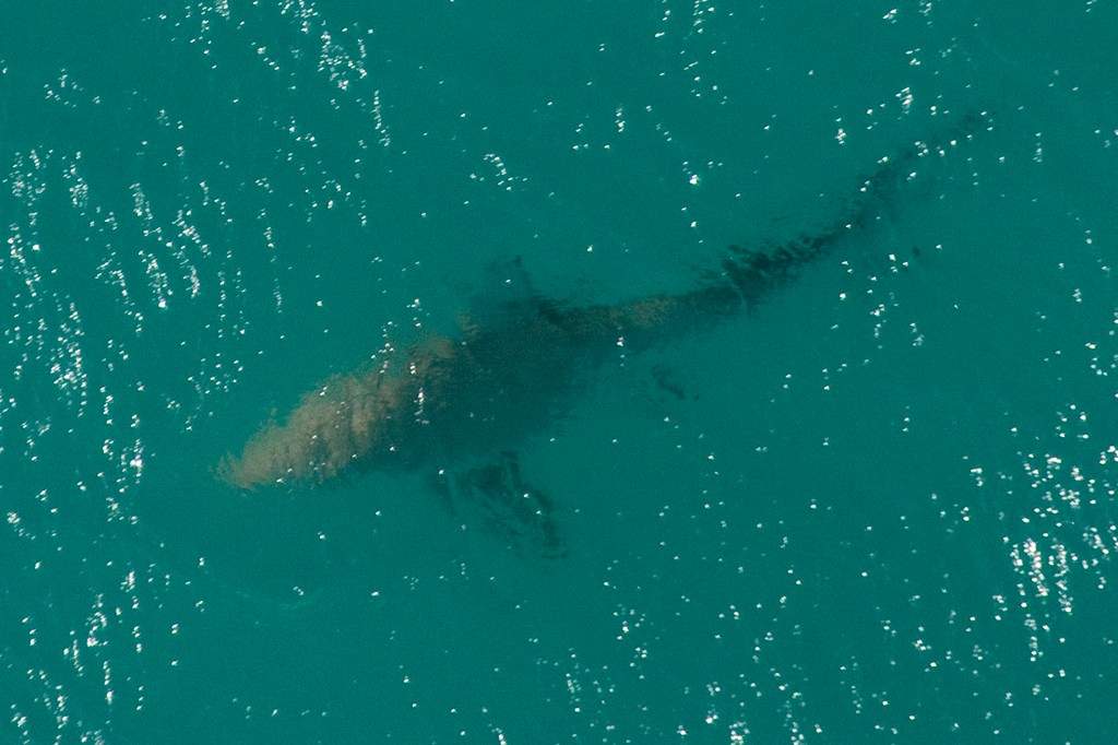 A file photo of an aerial view of a shark in south Florida.