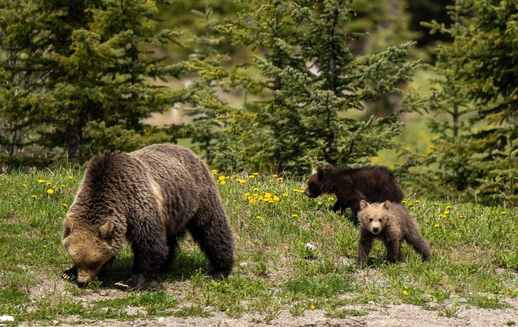 Charges laid against 2 hikers with off-leash dog followed by grizzly in Banff - image