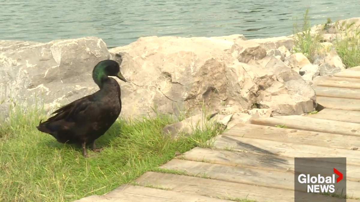 A Cayuga duck named Buddy, who has been living in Lake Summerside in south Edmonton for three months, on July 24, 2026.