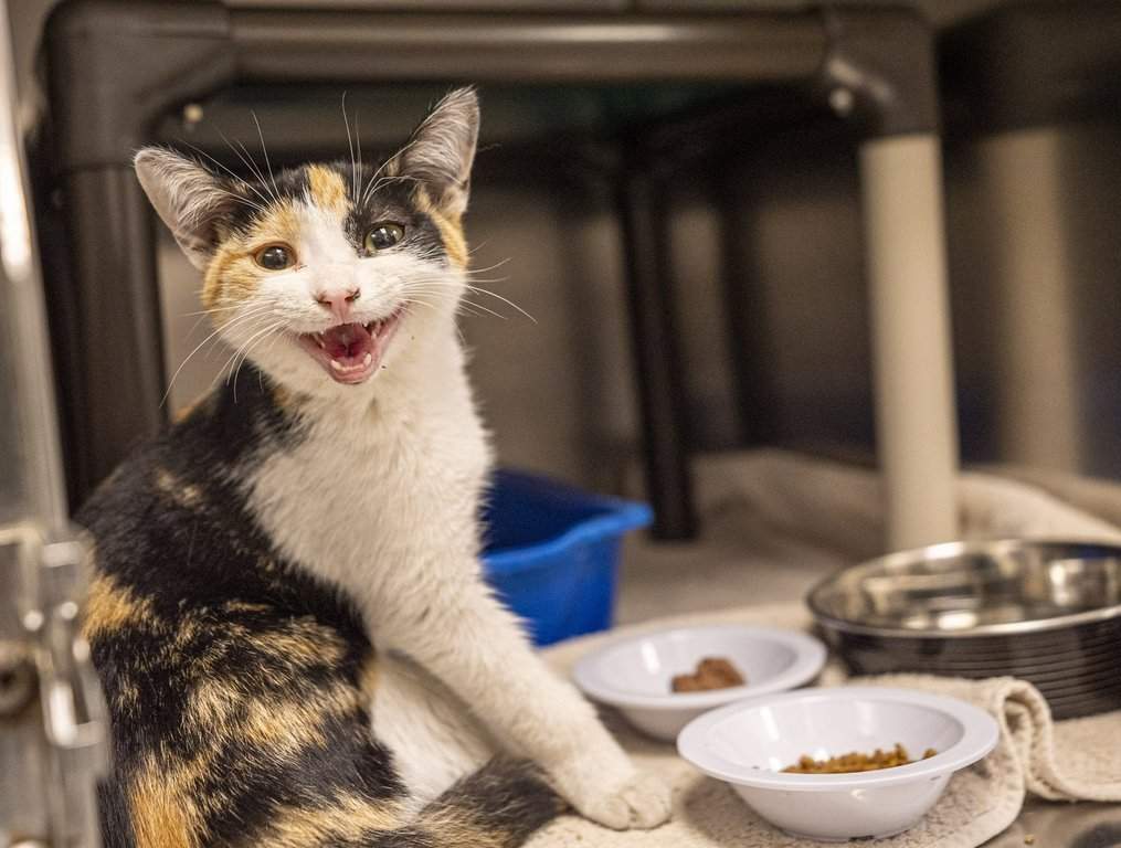 A five-month-old calico waits to be adopted at the Society for the Prevention of Cruelty to Animals (SPCA) in Montreal, Que., on Friday, June 27, 2025. 