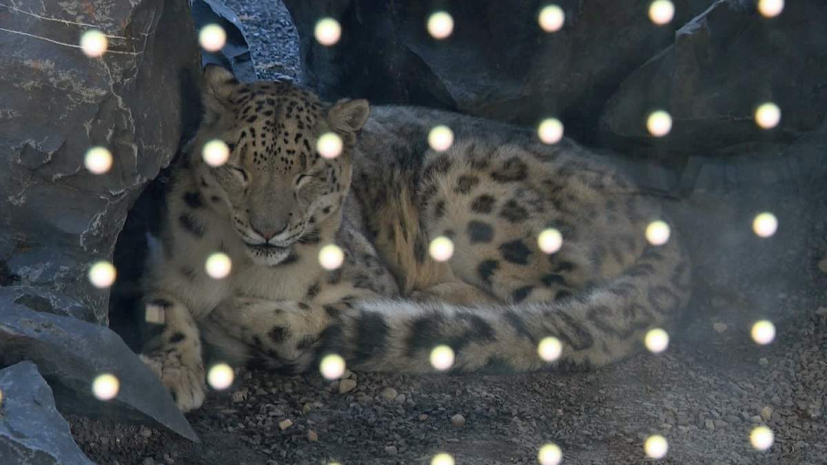 Snow leopards are the smallest of the big cats native to China, Nepal, Mongolia, Russia and other mountainous countries of southeast Asia.