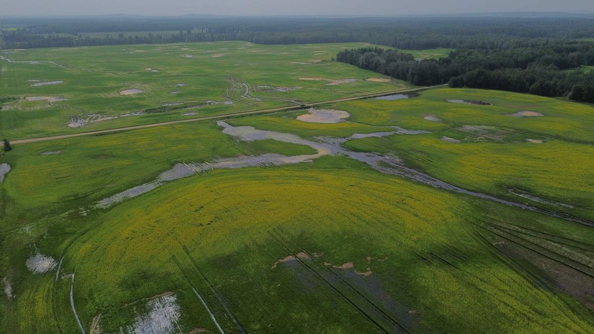 A saturated canola field on the DeWindt Farm near Thorhild, Alta. on Thursday, July 23, 2026.