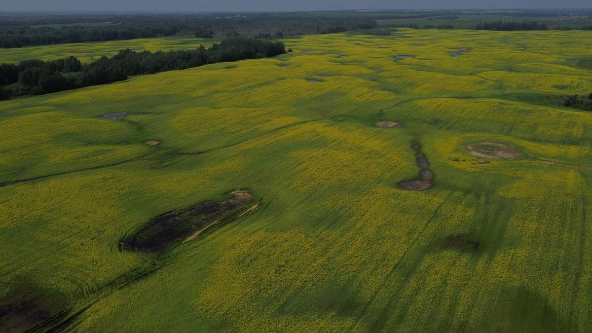 A saturated canola field on the DeWindt Farm near Thorhild, Alta. on Thursday, July 23, 2026.
