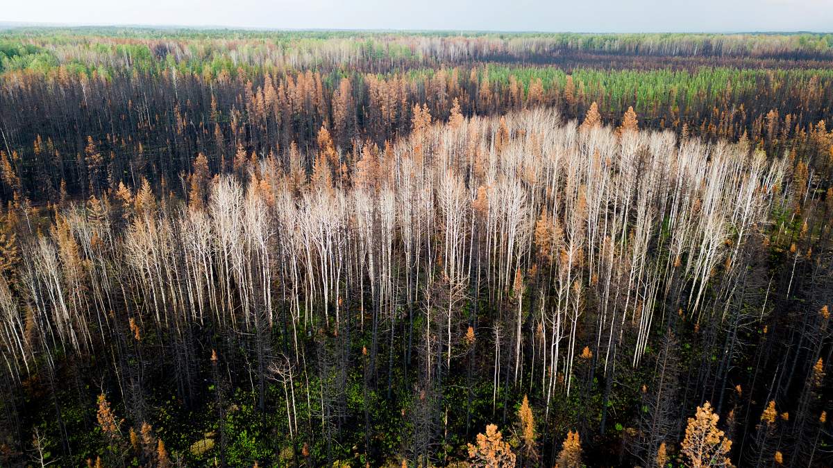 Scorched trees stand along Highway 43 near Fox Creek, Alberta on Tuesday, July 3, 2023. 