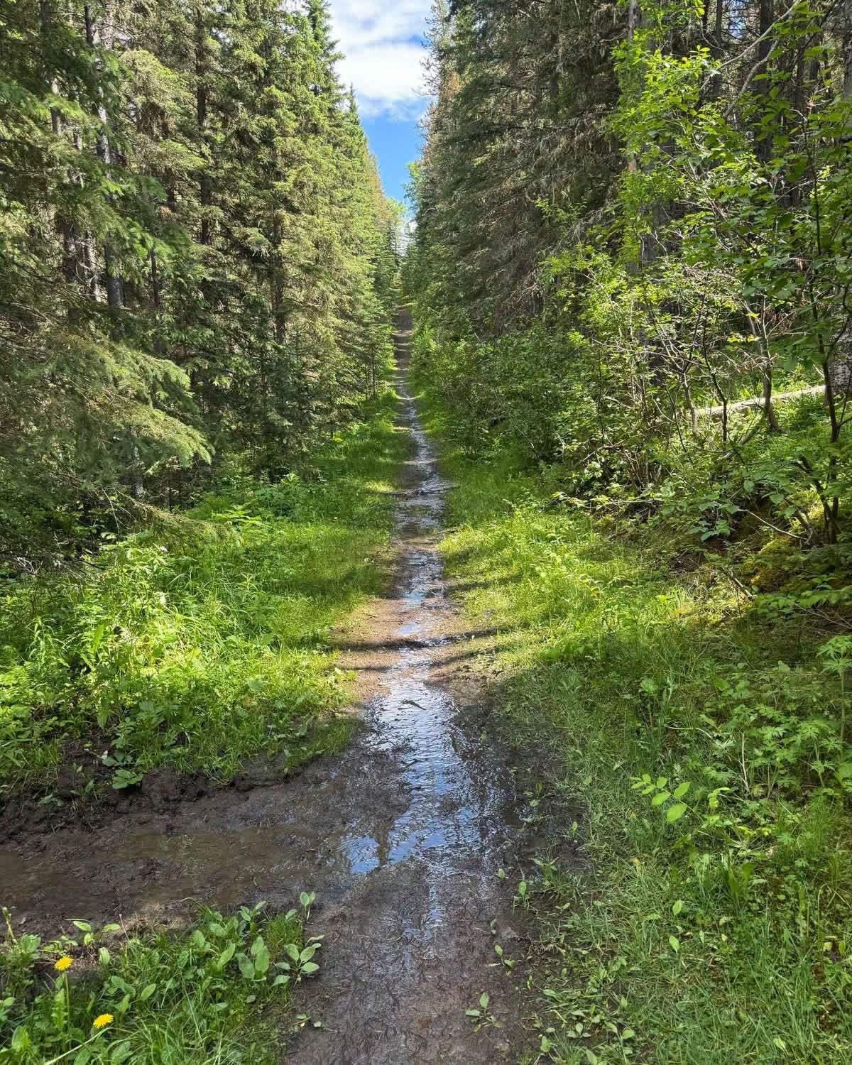 Waterlogged trails in Kananaskis.