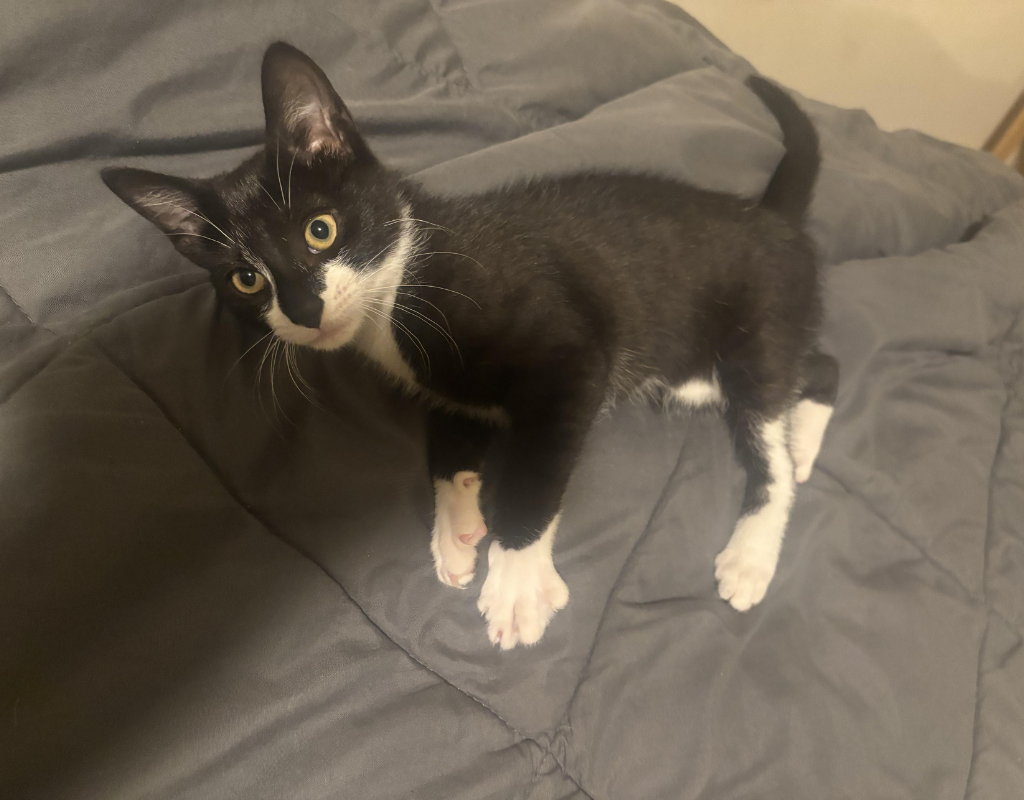 Magnolia, a 3.5 month old kitten was allegedly stolen and then used by the suspect to try and rob a bank.