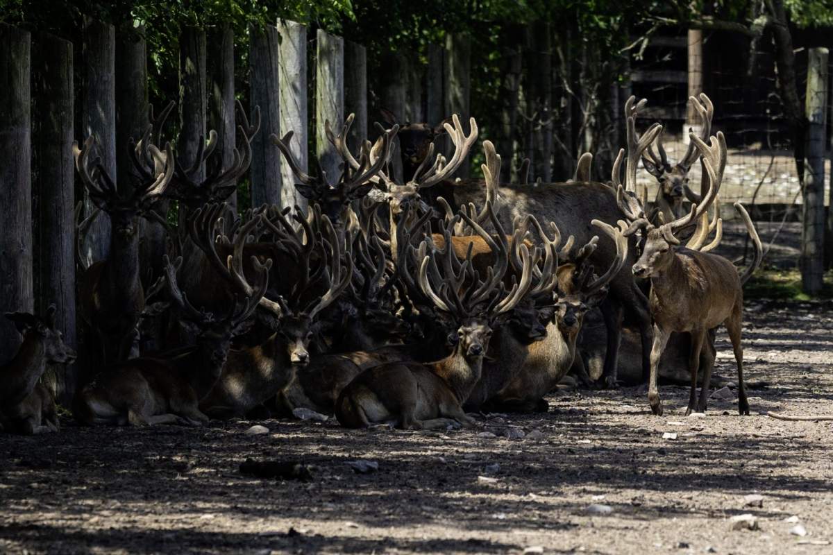 Marineland deer