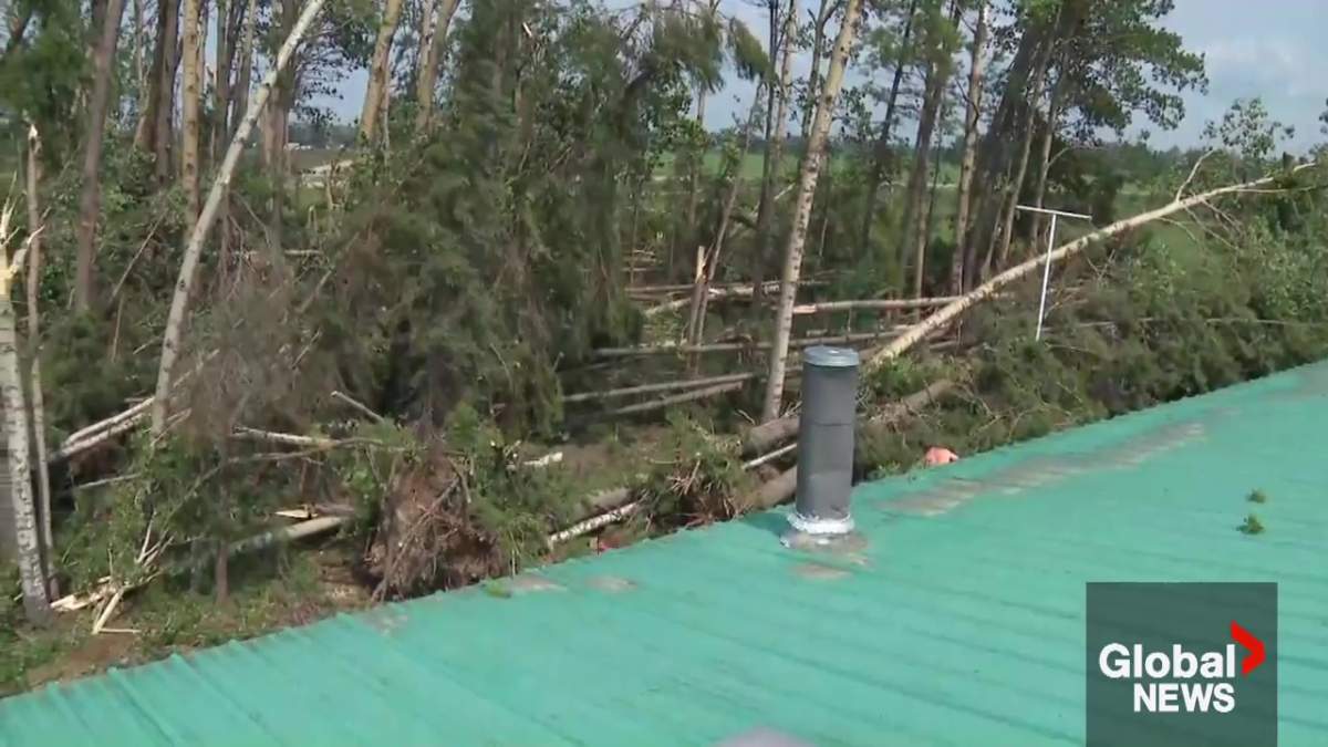 Downed trees from the tornadoes in Rocky Mountain House and Clearwater County on Saturday, July 18, 2026.