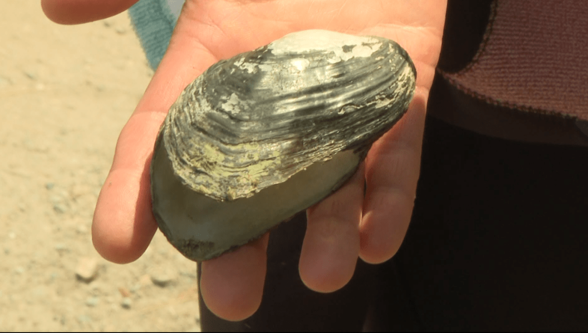 Mussel species are just one of many being studied to determine which habitats are thriving and which will need to be improved before some species can return.