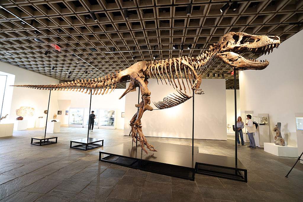 "Gus", a mounted Tyrannosaurus rex skeleton, one of the largest T. rex ever found, is pictured during a press preview at the Sotheby's Breuer building in New York, on July 1, 2026.