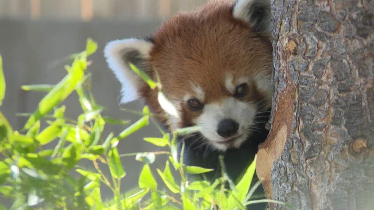 The return of the Calgary Zoo's beloved red pandas - just one of the species now calling the Zoo's new "Asian Highland" exhibit home.