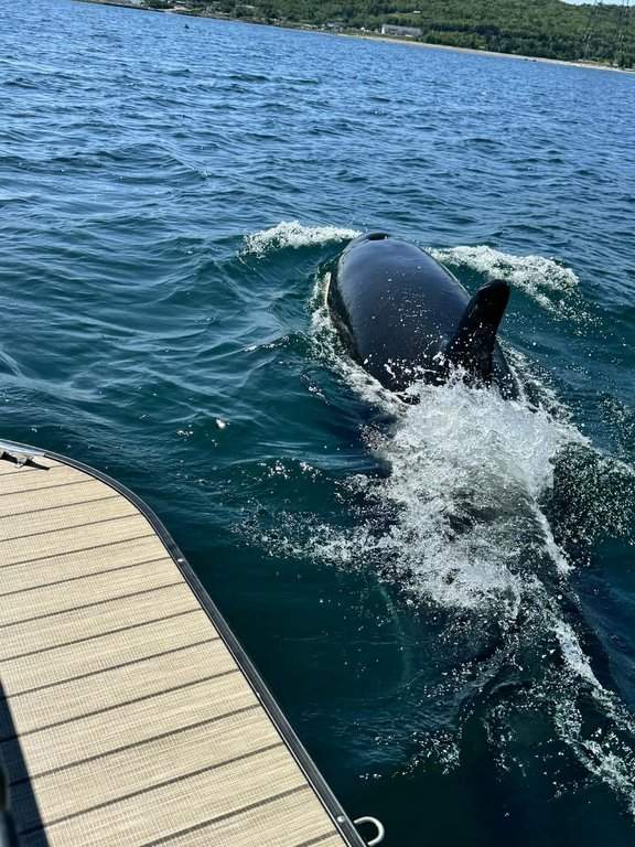 A killer whale is pictured near Nova Scotia's Canso Causeway in this handout photo on Sunday, July 26, 2026. THE CANADIAN PRESS/Handout - Kayla Partridge (Mandatory Credit).