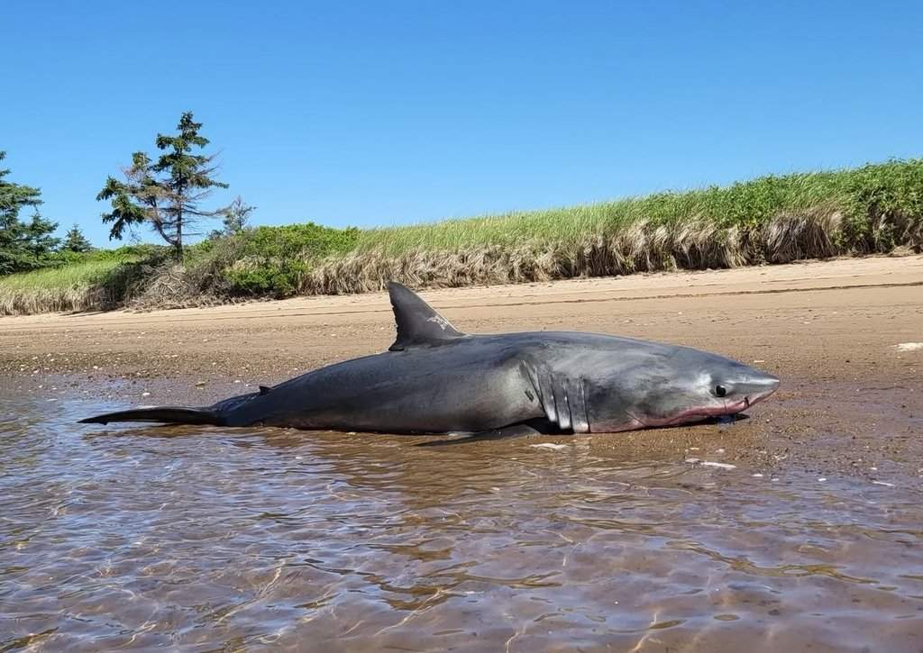 The the body of a 580-kilogram male great white shark that washed ashore is pictured in this handout photo, near Caribou, N.S., on Friday, July 24, 2026. 
